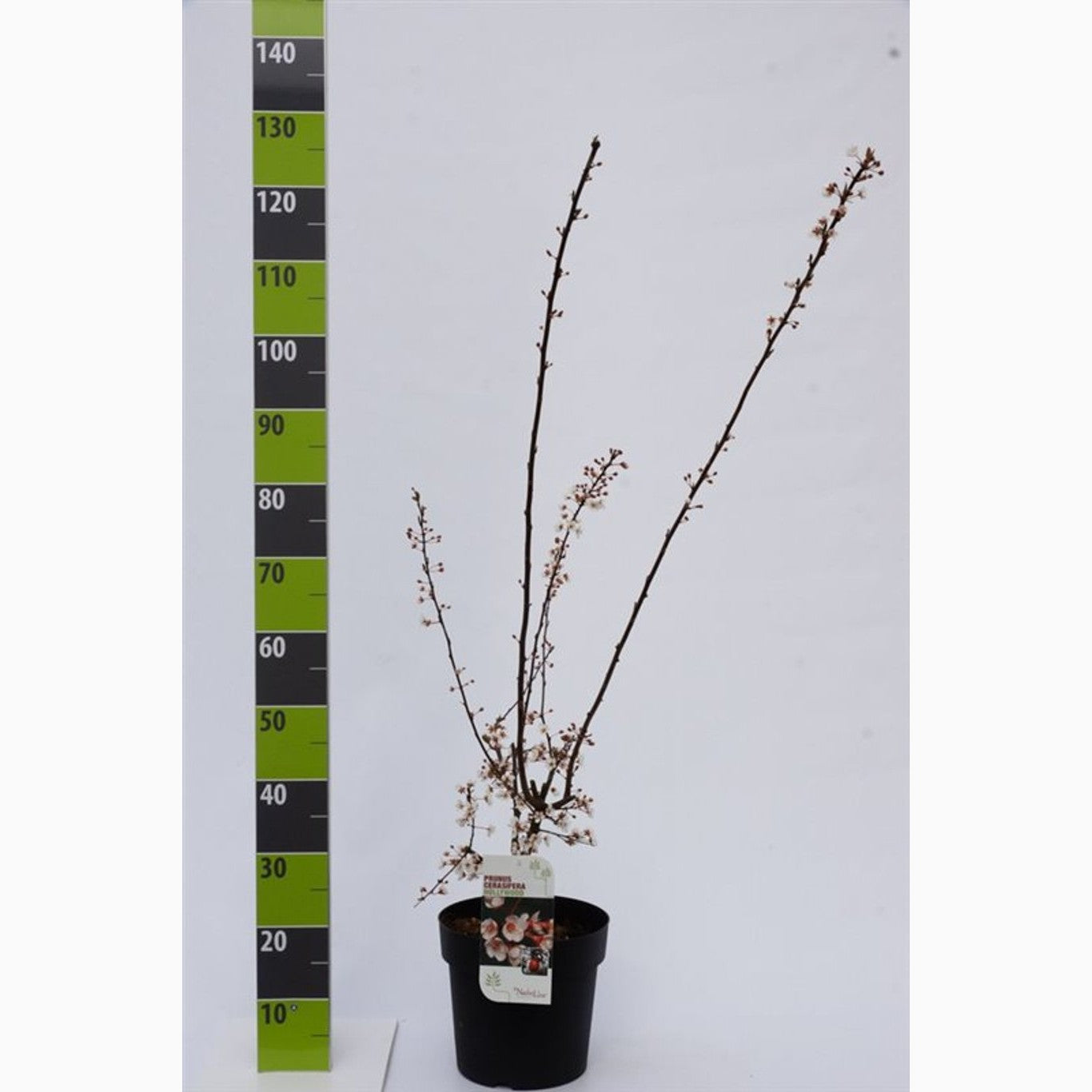 Körsbärsplommon – Prunus cerasifera 'Hollywood' - C7 80-100 CM